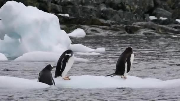 Пингвины на льду — стоковое видео