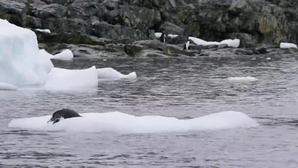 Gentoo Pinguins no gelo — Vídeo de Stock