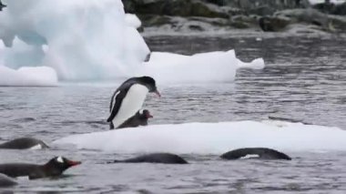 Gentoo Penguenleri buzda