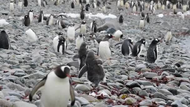 Gentoo Pingvinek a parton