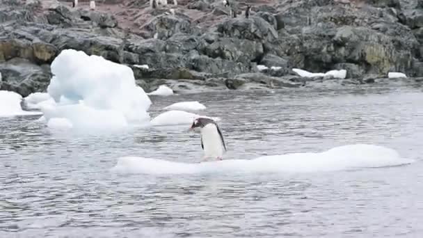 Hielo de Gentoo pingüinos oo nte — Vídeo de stock