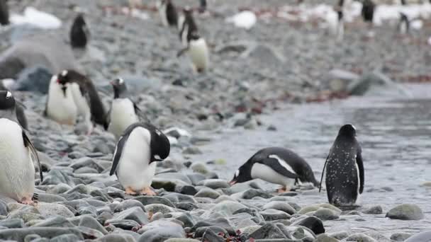 Пингвины на пляже — стоковое видео