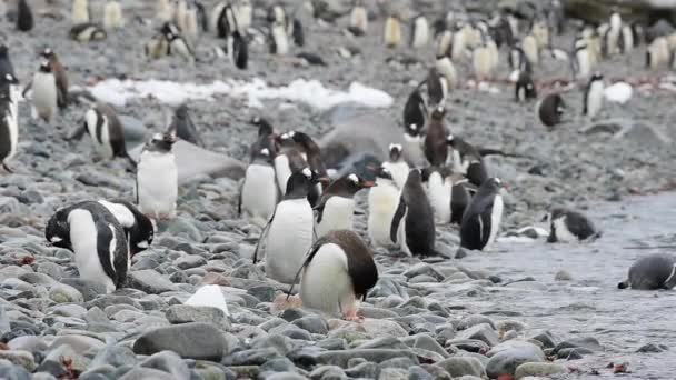 Gentoo Pingüinos en la playa — Vídeo de stock