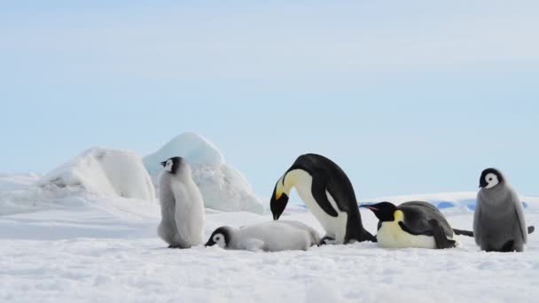 Kaiserpinguine mit Küken in der Antarktis — Stockvideo