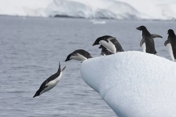 Adelie Penguin on the ice — Stock Photo, Image