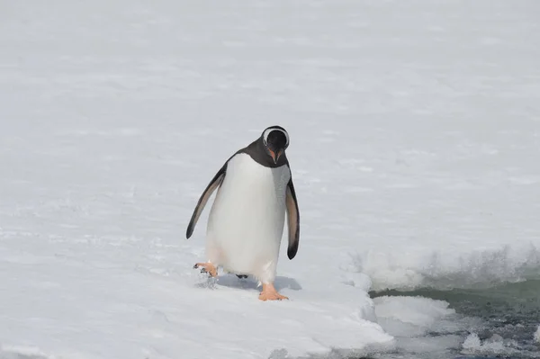 Gentoo Pinguin auf dem Eis — Stockfoto