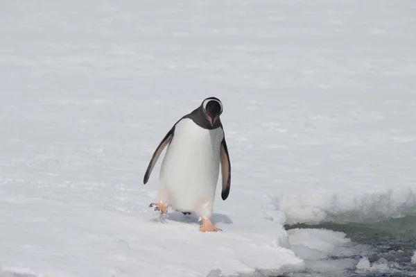 Gentoo Pinguino sul ghiaccio — Foto Stock