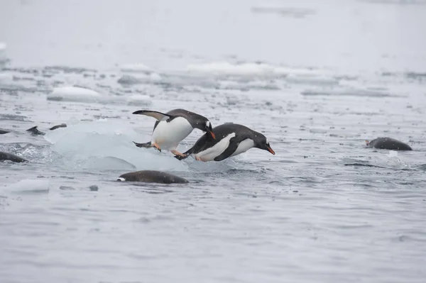 Gentoo Penguins på isen — Stockfoto