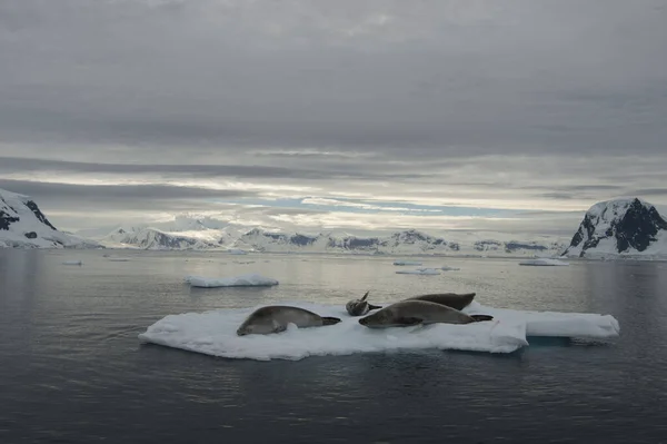 Belle vue sur les icebergs avec phoques en Antarctique — Photo