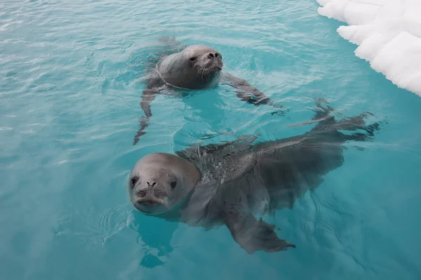 Phoque crabier nageant dans l'eau, Antarctique — Photo