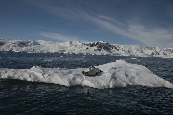 Prachtig uitzicht op ijsbergen met zeehonden in Antarctica — Stockfoto