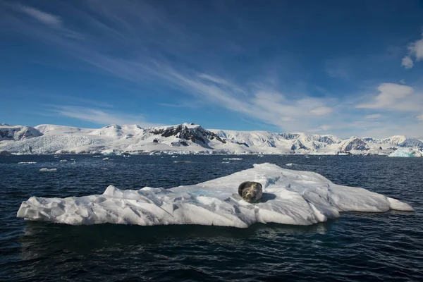 Bella vista degli iceberg con foche in Antartide — Foto Stock