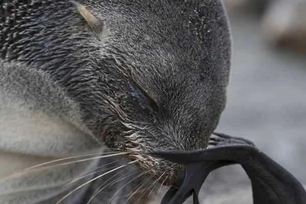 Antartico cucciolo di foca da vicino in erba — Foto Stock