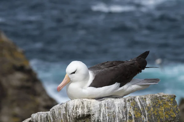 Острів Блека - Бродячого альбатроса — стокове фото