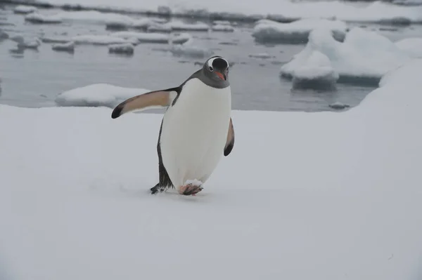 Gentoo Penguin在冰上 — 图库照片