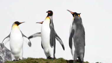 Güney Georgia sahillerinde Kral Penguen