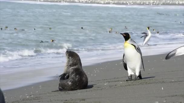 Fur Seal παίζει με το βασιλιά Penguin στη Νότια Γεωργία — Αρχείο Βίντεο