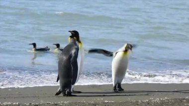 Güney Gürcistan 'da Kral Penguen ile Kürk Foku oynuyor.