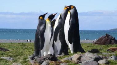 Güney Georgia sahillerinde Kral Penguen