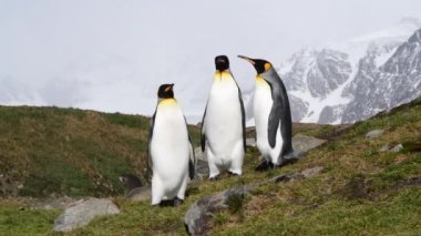 Güney Georgia sahillerinde Kral Penguen