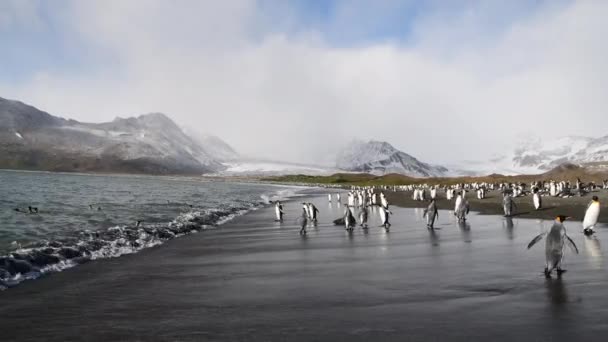 King Penguin στην παραλία της Νότιας Γεωργίας — Αρχείο Βίντεο