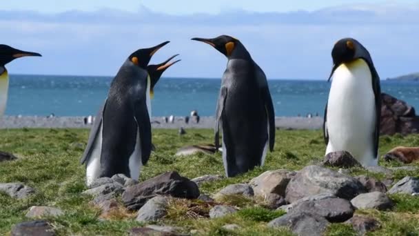 南ジョージアのビーチでペンギン王 — ストック動画