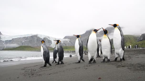 Güney Georgia sahillerinde Kral Penguen — Stok video