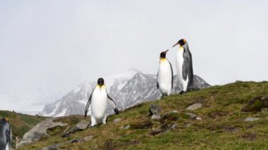 Güney Georgia sahillerinde Kral Penguen