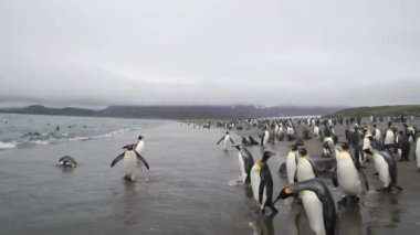 Güney Georgia sahillerinde Kral Penguen