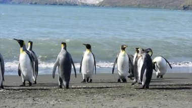 Güney Georgia sahillerinde Kral Penguen