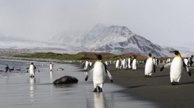 Güney Georgia sahillerinde Kral Penguen