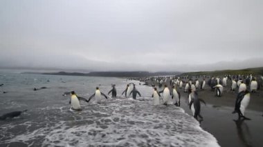 Güney Georgia sahillerinde Kral Penguen