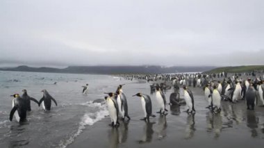 Güney Georgia sahillerinde Kral Penguen
