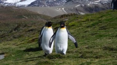Güney Georgia sahillerinde Kral Penguen