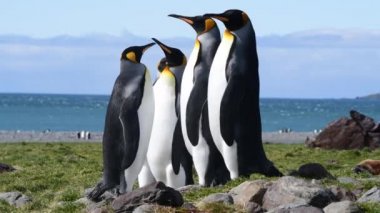 Güney Georgia sahillerinde Kral Penguen