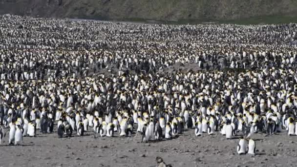 King Penguins colony in South Georgia — Stock Video