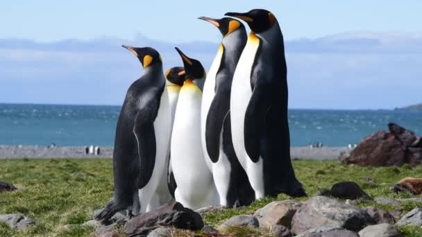 Král tučňák na pláži v Jižní Georgii — Stock video