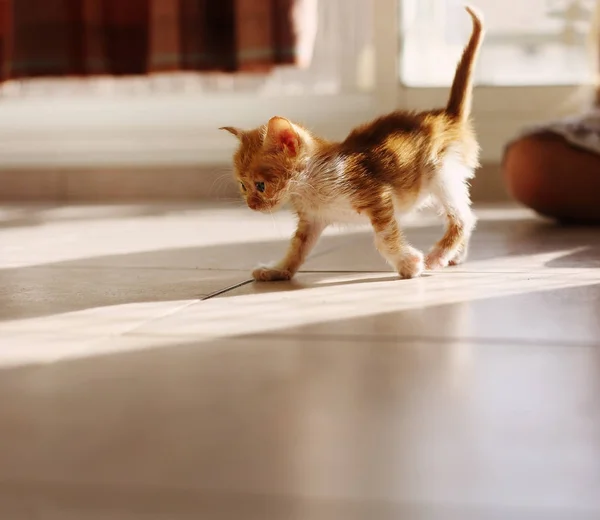 Lindo gatito rojo — Foto de Stock