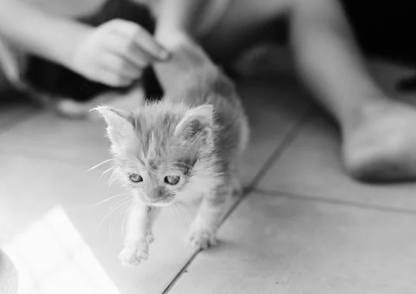 Gatito rojo gato indoots — Foto de Stock