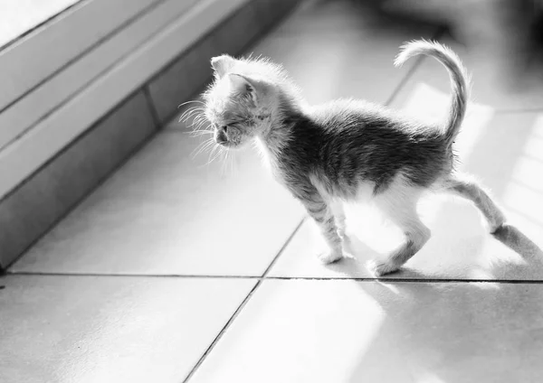 Милий маленький кошеня — стокове фото