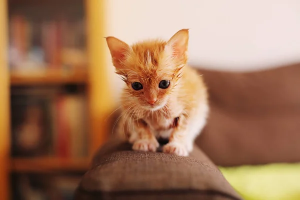 Söt röd kattunge — Stockfoto