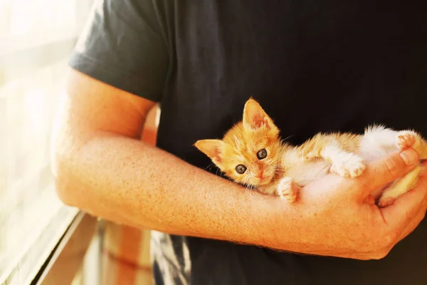 Gli uomini tengono il piccolo gattino rosso — Foto Stock