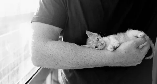 Los hombres sostienen gatito rojo —  Fotos de Stock