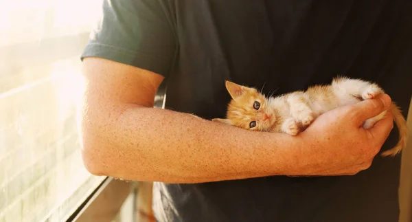 Men is holding little red kitten — Stock Photo, Image