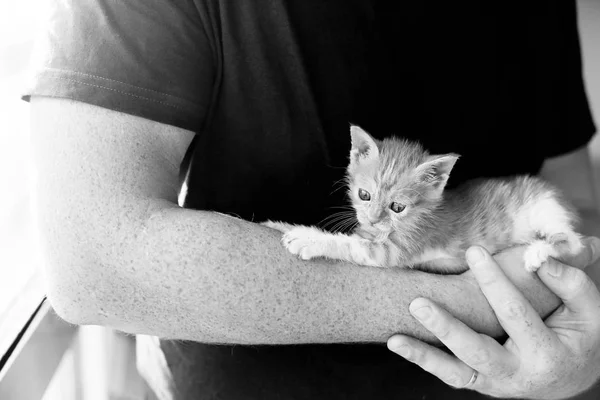 Чоловіки тримають маленького червоного кошеня — стокове фото