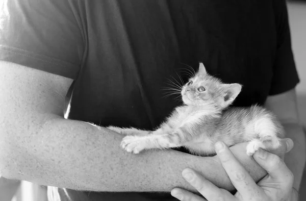 Erkekler küçük kırmızı kedi holding — Stok fotoğraf