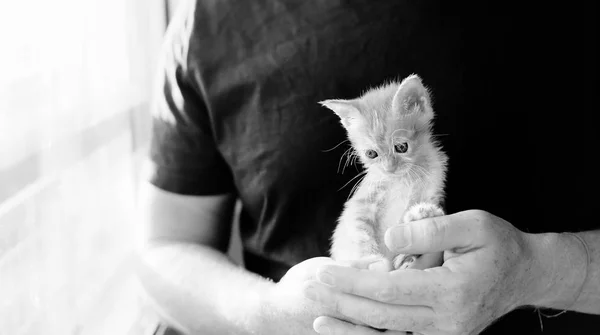 Men is holding little red kitten — Stock Photo, Image