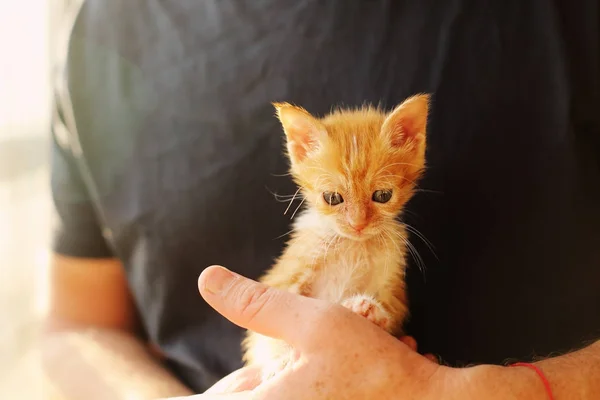 Mannen Houdt Weinig Rode Kitten — Stockfoto