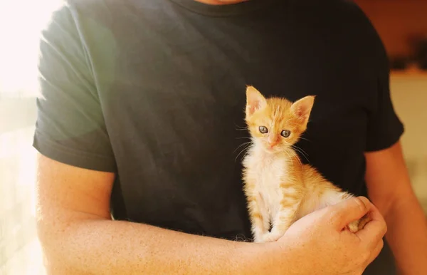 Män håller lilla röd kattunge — Stockfoto