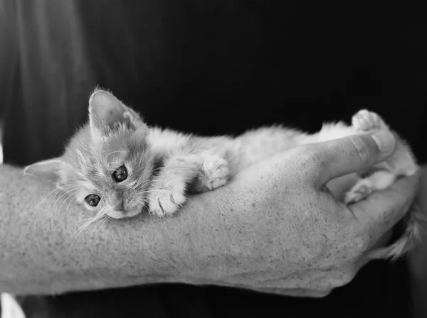 Les hommes tiennent petit chaton rouge — Photo